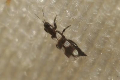  Aeolothrips 