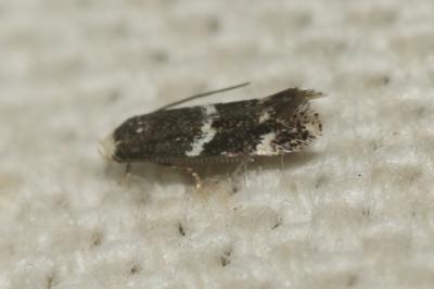 Elachista apicipunctella Stainton, 1849