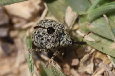 Charançon gris de la scrophulaire Cionus hortulanus (Geoffroy, 1785)