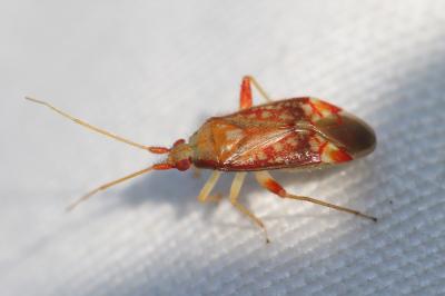  Pseudoloxops coccineus (Meyer-Dür, 1843)