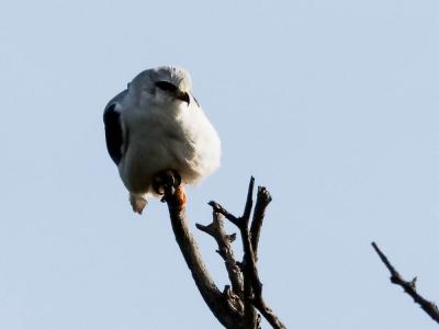 Élanion blanc Elanus caeruleus (Desfontaines, 1789)