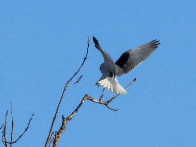 Élanion blanc Elanus caeruleus (Desfontaines, 1789)