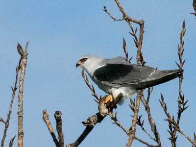 Élanion blanc Elanus caeruleus (Desfontaines, 1789)