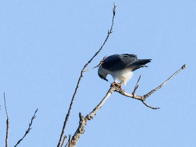 Élanion blanc Elanus caeruleus (Desfontaines, 1789)