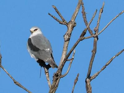 Élanion blanc Elanus caeruleus (Desfontaines, 1789)