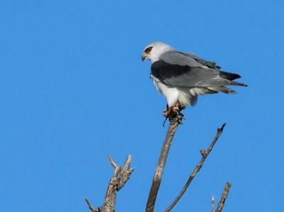 Élanion blanc Elanus caeruleus (Desfontaines, 1789)