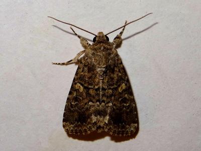 Spodoptère canarienne (La) Spodoptera cilium Guenée, 1852