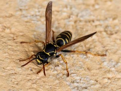  Polistes nimpha (Christ, 1791)