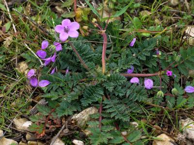 Érodium acaule Erodium acaule (L.) Bech. & Thell., 1928