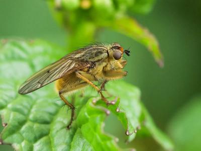 Scathophage du fumier, Mouche à merde Scathophaga stercoraria (Linnaeus, 1758)