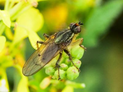 Scathophage du fumier, Mouche à merde Scathophaga stercoraria (Linnaeus, 1758)