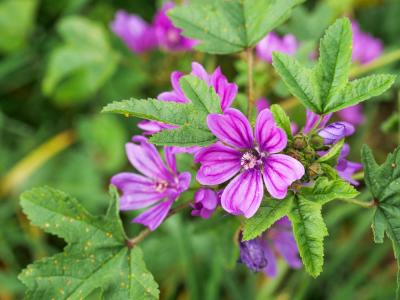 Mauve sauvage, Mauve sylvestre, Grande mauve Malva sylvestris L., 1753
