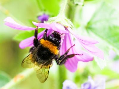 Bourdon terrestre (Le) Bombus terrestris (Linnaeus, 1758)