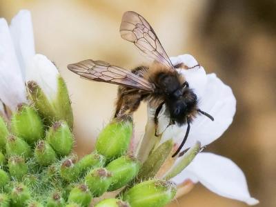  Andrena Fabricius, 1775