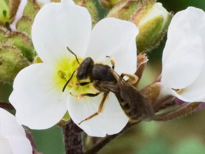  Lasioglossum Curtis, 1833