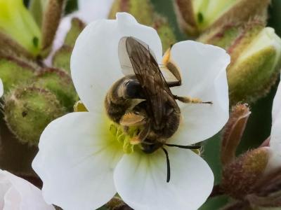  Lasioglossum Curtis, 1833