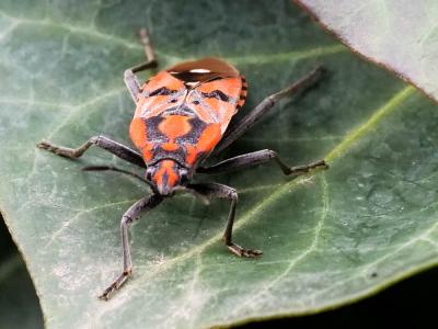  Spilostethus pandurus (Scopoli, 1763)