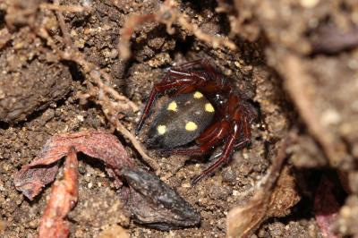 Araignée Clotho Uroctea durandi (Walckenaer in Latreille, 1809)