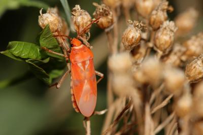 Punaise écuyère Lygaeus equestris (Linnaeus, 1758)