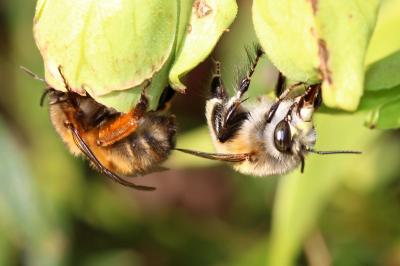Anthophore commune, Anthophore plumeuse, Anthophor Anthophora plumipes (Pallas, 1772)