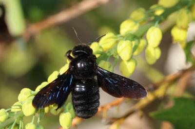 Abeille charpentière, Xylocope violet Xylocopa violacea (Linnaeus, 1758)