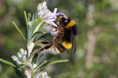 Bourdon terrestre (Le) Bombus terrestris (Linnaeus, 1758)