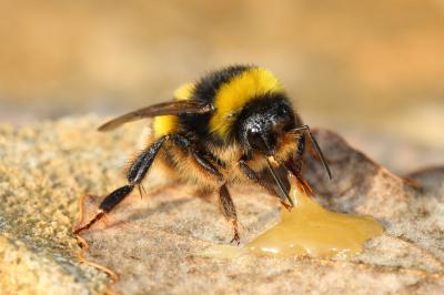 Bourdon terrestre (Le) Bombus terrestris (Linnaeus, 1758)
