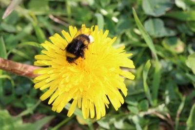  Bombus Latreille, 1802