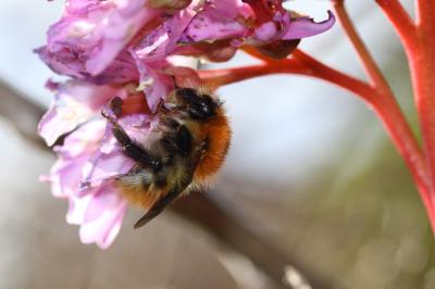 Bourdon des champs Bombus pascuorum (Scopoli, 1763)