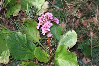  Bergenia cordifolia (Haw.) Sternb., 1831