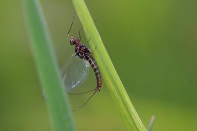  Baetis rhodani (Pictet, 1843)