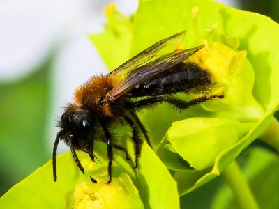 Andrena thoracica (Fabricius, 1775)