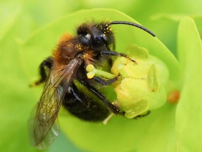  Andrena thoracica (Fabricius, 1775)