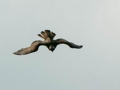 Balbuzard pêcheur Pandion haliaetus (Linnaeus, 1758)