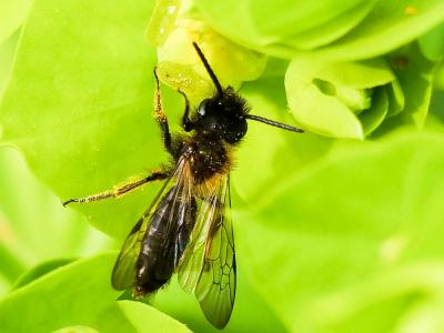  Andrena bicolor Fabricius, 1775