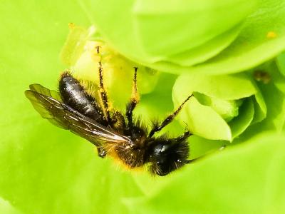  Andrena bicolor Fabricius, 1775