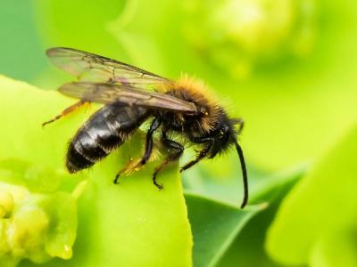  Andrena bicolor Fabricius, 1775