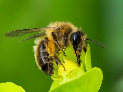  Andrena nigroaenea (Kirby, 1802)