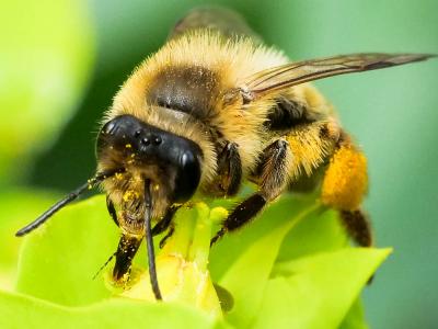  Andrena nigroaenea (Kirby, 1802)