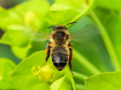  Andrena nigroaenea (Kirby, 1802)