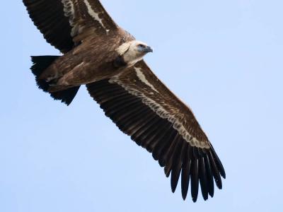 Vautour fauve Gyps fulvus (Hablizl, 1783)
