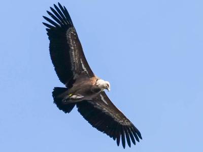 Vautour fauve Gyps fulvus (Hablizl, 1783)