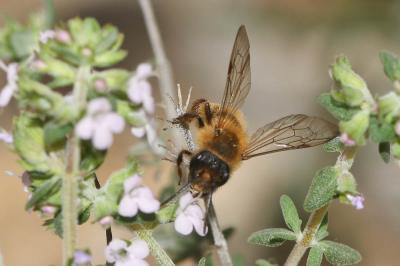  Andrena nigroaenea (Kirby, 1802)
