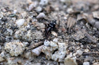  Poecilochroa albomaculata (Lucas, 1846)
