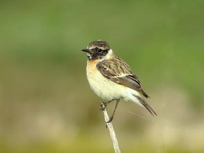 Tarier oriental Saxicola maurus (Pallas, 1773)