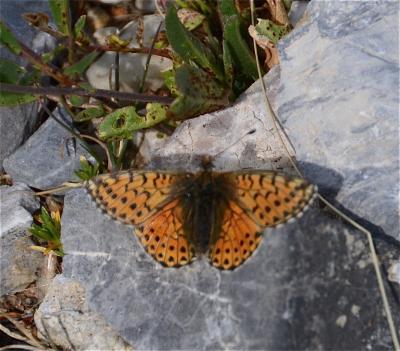 Nacré subalpin (Le), Palès (Le), Nacré alpin (Le), Boloria pales (Denis & Schiffermüller, 1775)