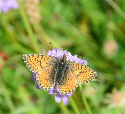 Nacré des Renouées (Le), Nacré Parme (Le), Fritill Boloria napaea (Hoffmannsegg, 1804)