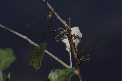 Leste vert Chalcolestes viridis (Vander Linden, 1825)