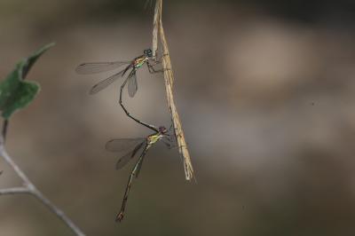 Leste vert Chalcolestes viridis (Vander Linden, 1825)