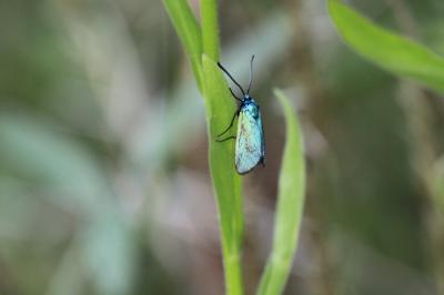 Procris vert brillant (Le), Turquoise des Cistes ( Adscita mannii (Lederer, 1853)